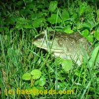 /home//u458753944/public_html/sourcegallery//////Frogs/More bullfrogs/P6020106.JPG